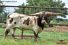 RJF COWBOY REB