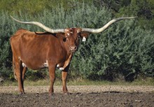 TEXANA GARLAND’S GAL