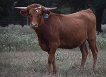 RJF Tex Sleet 122