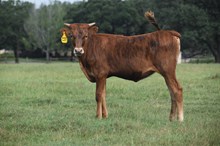RJF Awesome Cowgirl x BR Jungle Jim (h) tag 512