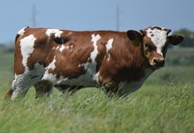 WT KID ROCK X CR EBONY COWGIRL (B)