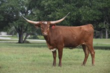 RJF JAMBOREE 250
