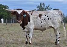 RJF Lady Lydia 110
