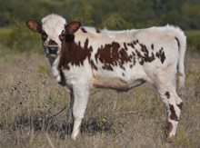 BG Sparkling Diamond