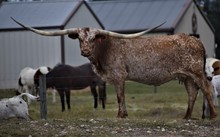 Texana All Square