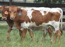 JAMMIN TEX X ROSE BLOSSUM ET (B) TAG 443