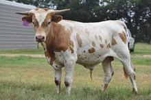 WT KID ROCK X RJF RURAL ROMANCE 206  TAG 431