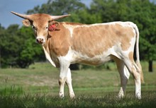 6CR Cash Money x RNL Pacific Babe Tag 226