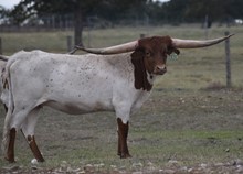 RJF Dreamin' of Texas - Tag 030
