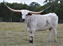 RJF Cha-Ching Cowgirl - Tag 932