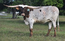 RJF Ellania 104