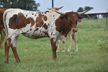 WT KID ROCK X RJF AUTUMN COLORS 216 TAG 426