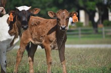GARLAND'S BIG TEX X RJF WIREGRASS WILDFLOWER T310