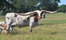 TS Southern Charm