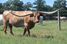 KDK CHARRO’S COWGIRL 852