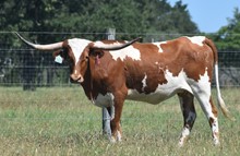 RJF Cha-Ching My Bell - Tag  102