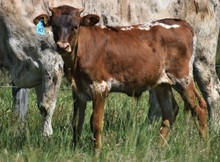 RJF TEXAS REBEL X ILLINI Q B-B  TAG 307