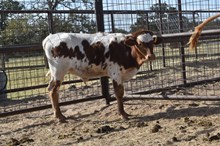 CR MERMAID X CR TUFF NIGHT TAG 527 (B)