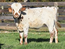 GARLANDS BIG TEX X  RJF CHA CHING CLASSIC TAG 323