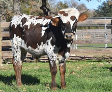 GARLAND'S BIG TEX X TS SOUTHERN CHARM TAG 317