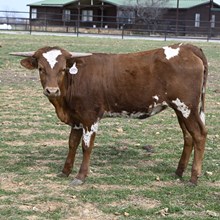 HR REBEL BANG X BR JUNGLE JIM TAG 2054