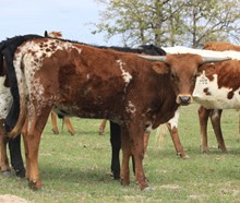 DB Novas Darcy