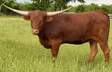 Polly 23 Heifer 