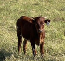 HLR TEQUILA ROSE X RJF BLACK MAGIC TAG H212-25