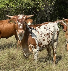 HLR FANCY FREE X RJF BLACK MAGIC TAG H272-25