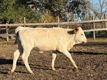 HR PRETTY SUPER X JAMMIN TEX 