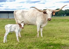 STACKED DECK HEIFER