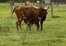 GARLAND'S BIG TEX X RJF WIREGRASS WILDFLOWER T310