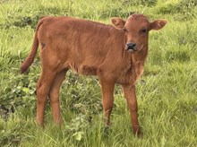 A&S Midas’ Black Fly