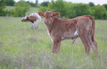 2023 Joy's Cowgirl Heifer