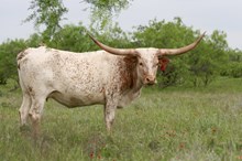 RED Chromed Luck Lady