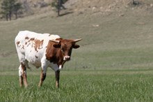 Custom Chrome/Diamond Donna heifer 24