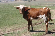 Custom Chrome/Miss Cali heifer