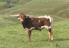 9/26/24 HOT RIO CJ BC 127