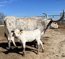 CBF Silver Grace