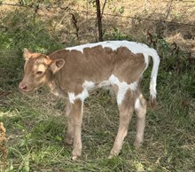 CBF Cajun Jack