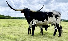 RJF FALL'IN IN LOVE 202