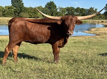 Polly 23 Heifer 