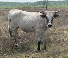 Top model x Breaking Bad