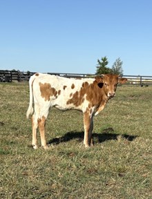BC Heifer - Mahala