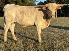 PCC Dust In The Wind