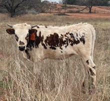 BG Sparkling Diamond