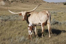 Custom Chrome/Wildflower bull25