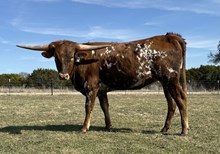 #15 #G8 JJ X REBELLIOUS TAG #15