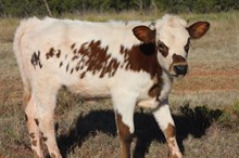 BG Sparkling Diamond