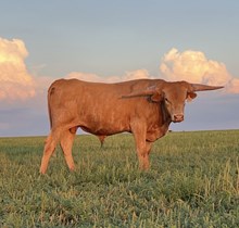 GH Naughty by Nature